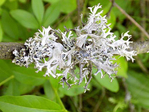 pakonárnik otrubový Pseudevernia furfuracea var. furfuracea (L.) Zopf