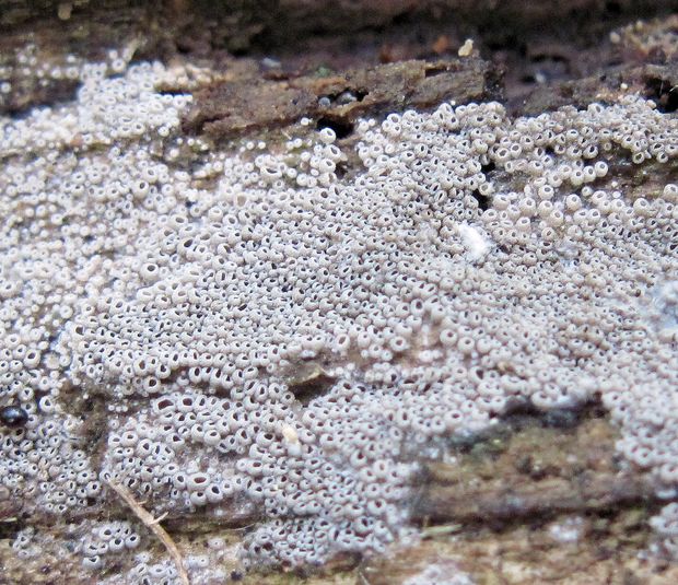 lastúrnik Resupinatus poriaeformis (Pers.) Thorn, Moncalvo & Redhead