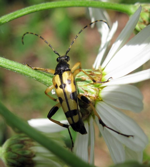 fuzáč škvrnitý Rutpela maculata Poda