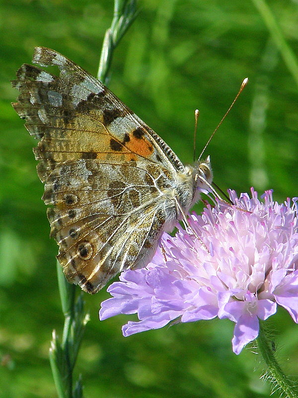 babôčka bodliaková  Vanessa cardui  Linnaeus, 1758