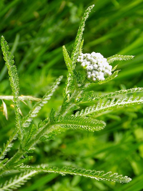 rebríček obyčajný Achillea millefolium L.