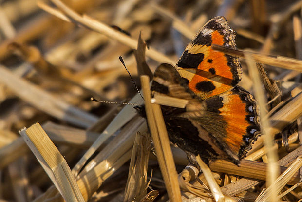 babôčka žihľavová  Aglais urticae