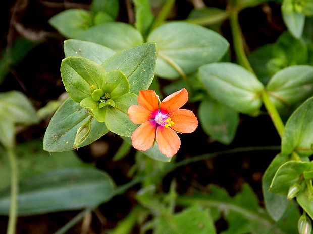 drchnička roľná Anagallis arvensis L.