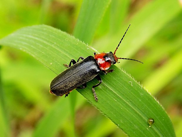 snehulčik obyčajný Cantharis rustica