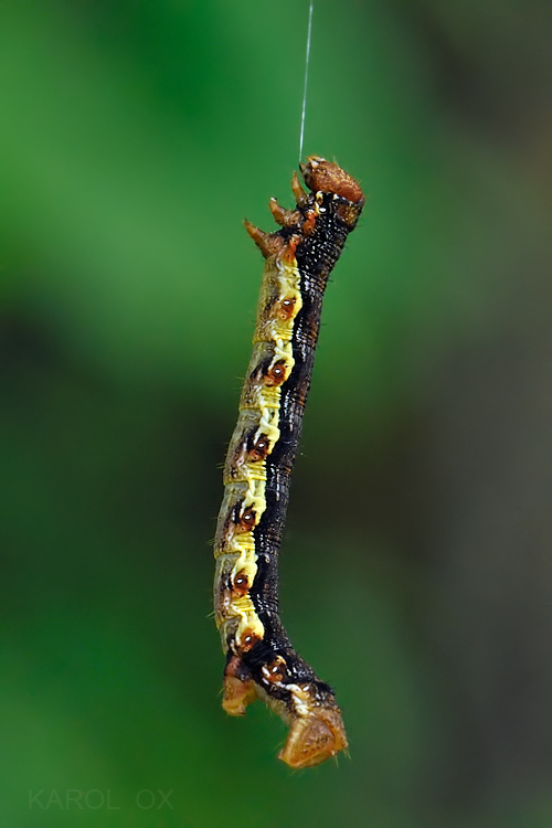 piadivka Erannis defoliaria