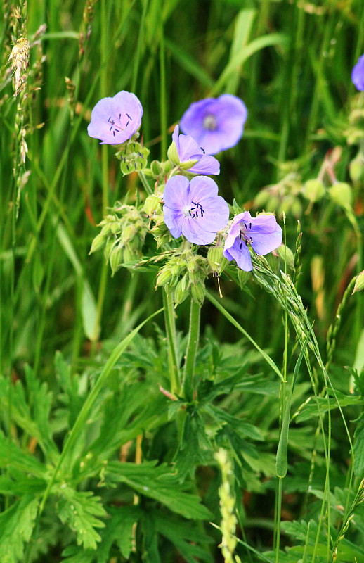 pakost lúčny Geranium pratense L.