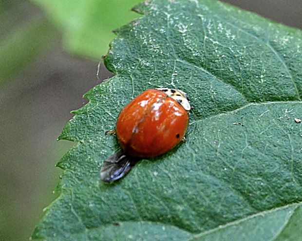 lienka  Harmonia axyridis var. siccoma