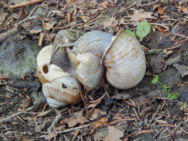 slimák záhradný Helix pomatia