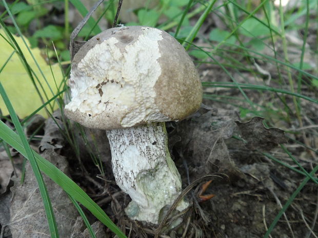 kozák topoľový Leccinum duriusculum (Schulzer ex Kalchbr.) Singer