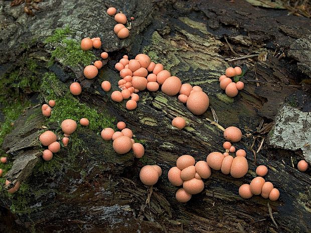 vlčinka Lycogala sp.