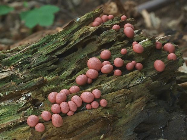 vlčinka Lycogala sp.