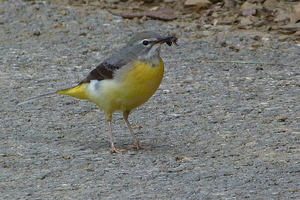 trasochvost horský  Motacilla cinerea