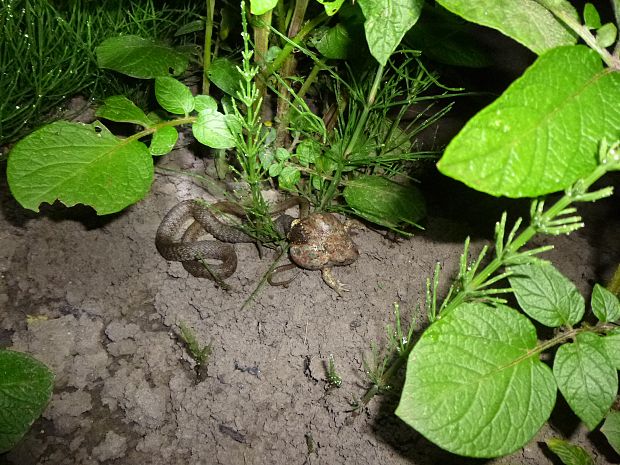 užovka obojková Natrix natrix