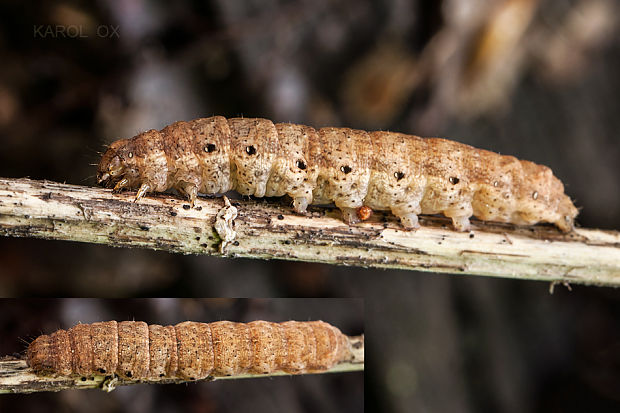 mora zemiaková Noctua fimbriata