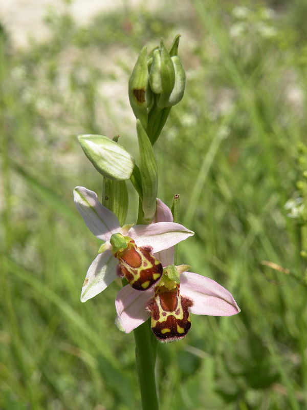 hmyzovník včelovitý Ophrys apifera Huds.