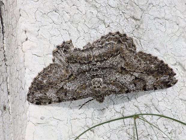 kôrovka trnková  Peribatodes rhomboidaria