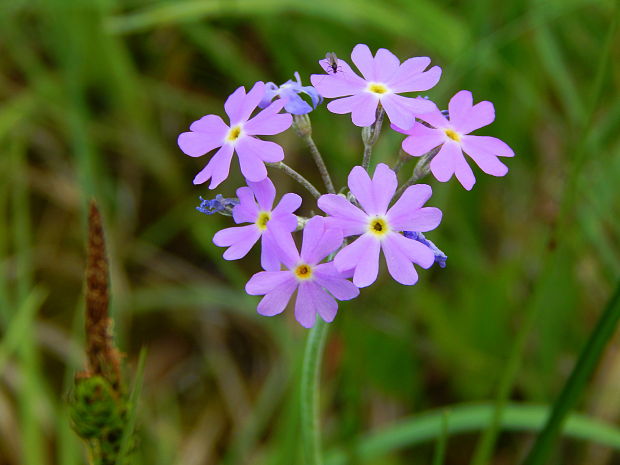 prvosienka pomúčená Primula farinosa L.