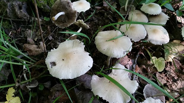 drobuľka Candolleova Psathyrella candolleana (Fr.) Maire