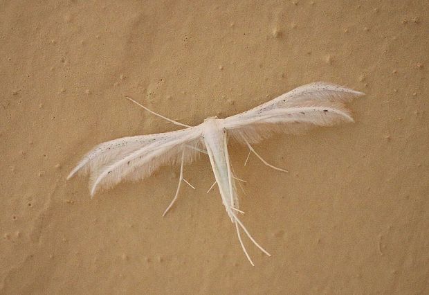 pierkavec povojový Pterophorus pentadactyla