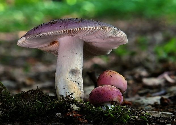 plávka modrastá Russula cyanoxantha (Schaeff.) Fr.