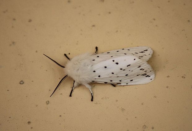 spriadač obyčajný Spilosoma lubricipeda