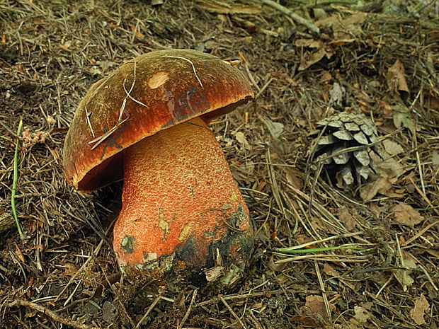 hríb zrnitohlúbikový Sutorius luridiformis (Rostk.) G. Wu & Zhu L. Yang