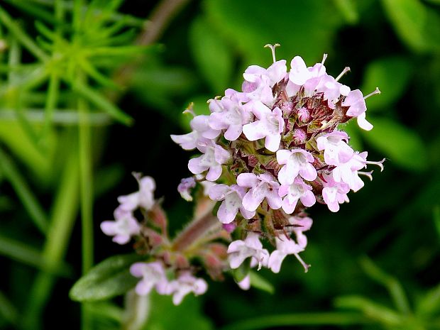 dúška Thymus sp.