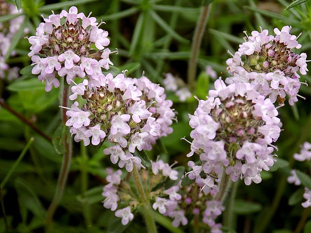 dúška Thymus sp.