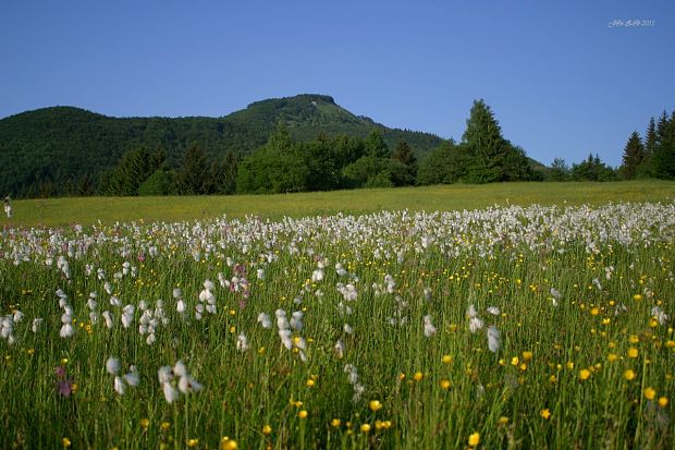 biotop páperníka uzkolistého a širokolistého