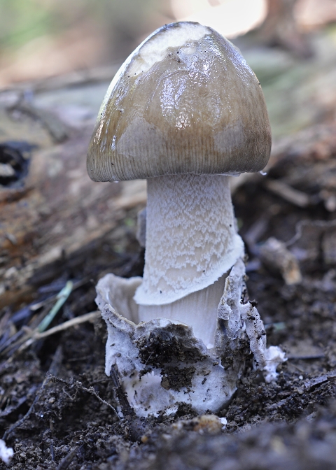 muchotrávka pošvatá Amanita vaginata (Bull.) Lam.