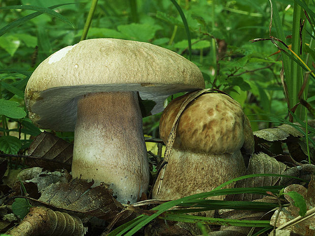 hríb dubový Boletus reticulatus Schaeff.