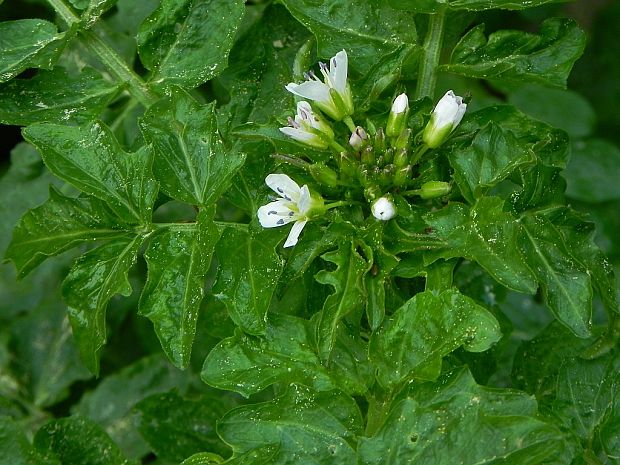 žerušnica Cardamine sp.