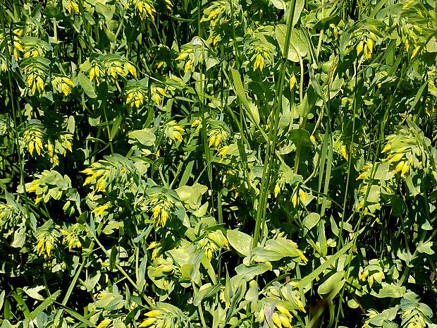 voskovka menšia Cerinthe minor L.