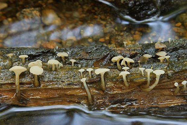 vodnička obyčajná Cudoniella clavus (Alb. & Schwein.) Dennis