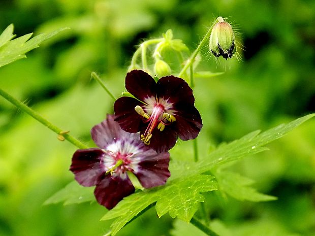 pakost hnedočervený Geranium phaeum L.