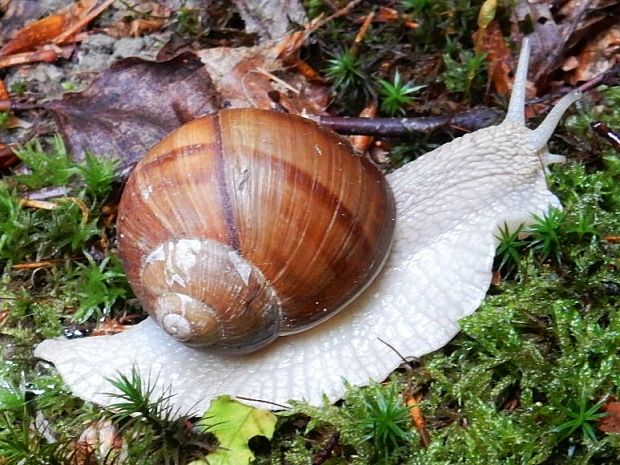 slimák záhradný Helix pomatia