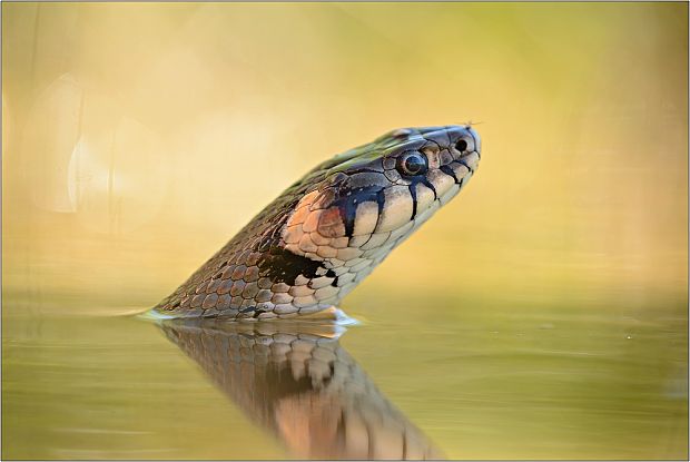 užovka obojková Natrix natrix