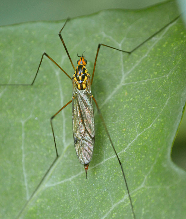 tipuľa Nephrotoma flavescens