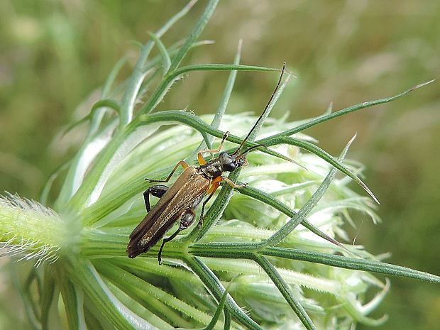 stehnáč / stehenáč nahnědlý ♂ Oedemera podagrariae Linnaeus, 1767