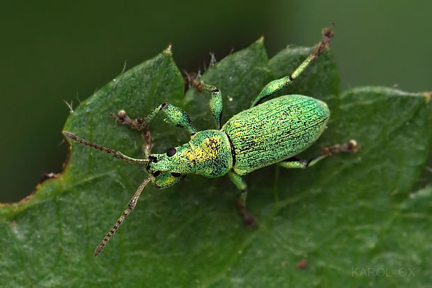 šupináčik zlatozelený  Phyllobius argentatus