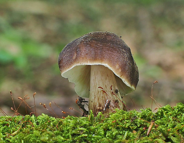 štítovka jelenia Pluteus cervinus (Schaeff.) P. Kumm.