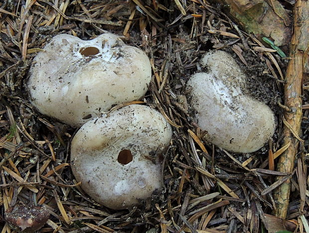 tulipánovka fialová Sarcosphaera coronaria (Jacq.) J. Schröt.