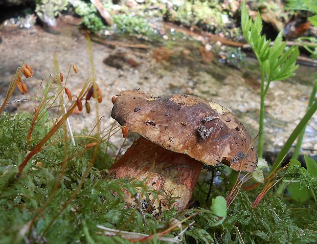 hríb zrnitohlúbikový Sutorius luridiformis (Rostk.) G. Wu & Zhu L. Yang