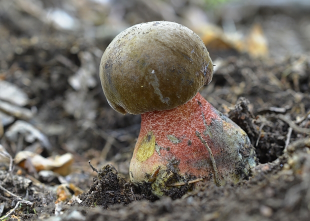 hríb zrnitohlúbikový Sutorius luridiformis (Rostk.) G. Wu & Zhu L. Yang