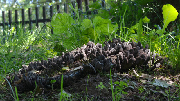 drevnatec kyjakovitý Xylaria polymorpha (Pers.) Grev.