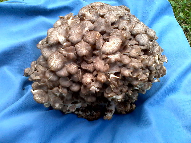 trúdnik klobúčkatý  Polyporus umbellatus (Pers.) Fr.