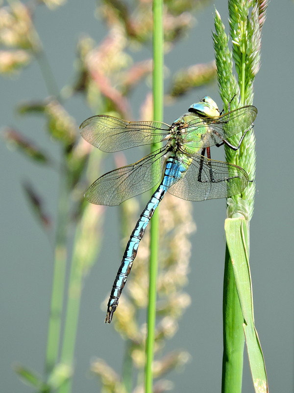 šidlo obrovské   Anax imperator