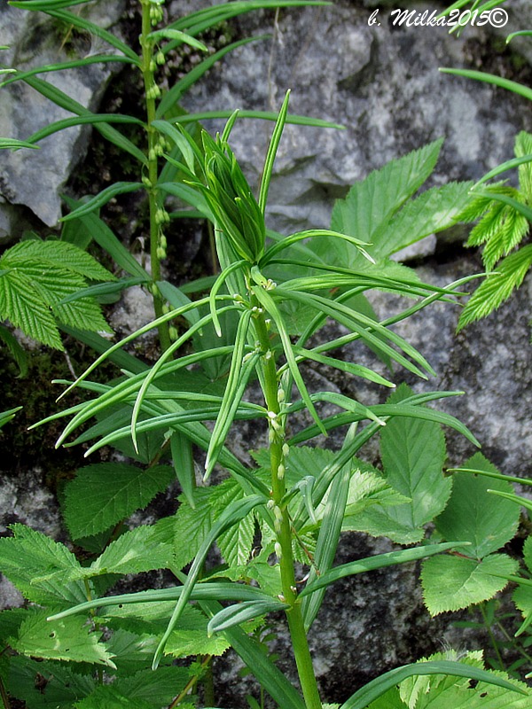 kokorík praslenatý Polygonatum verticillatum (L.) All.