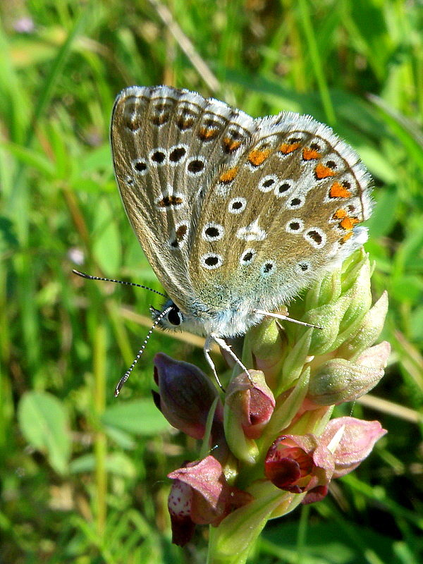 modráčik obyčajný  Polyommatus icarus