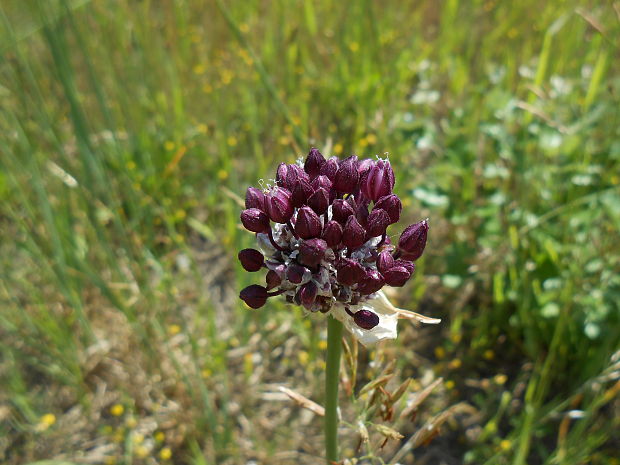 cesnak orešcový Allium scorodoprasum L.